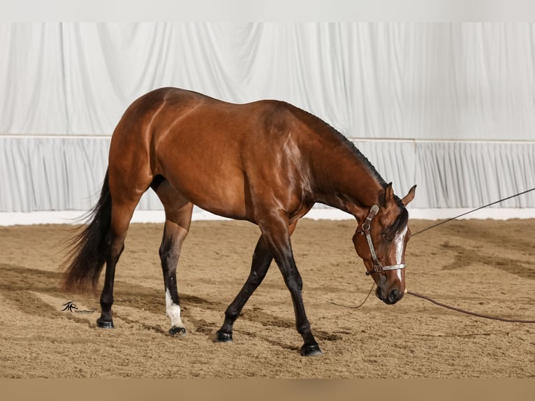 American Quarter Horse Stute 4 Jahre 156 cm Brauner in Heede