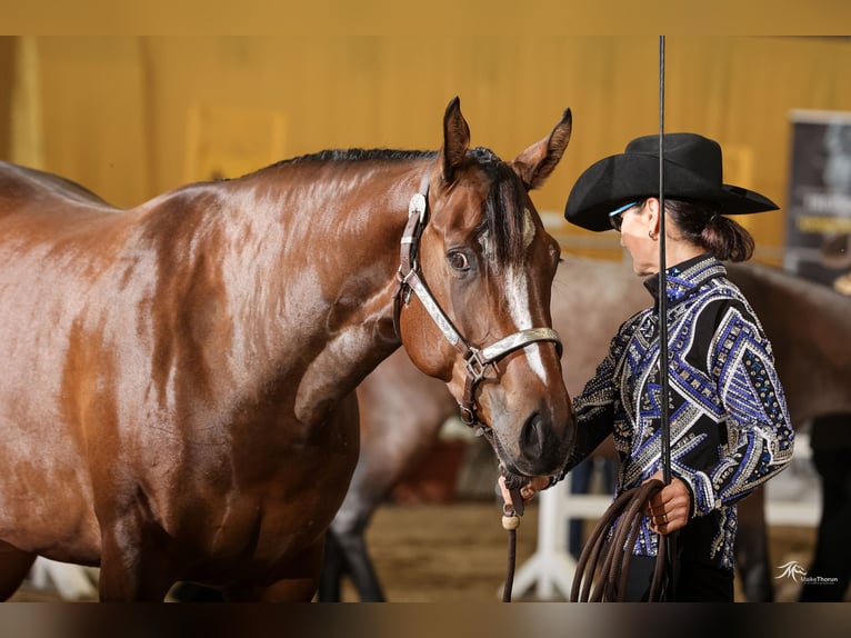 American Quarter Horse Stute 4 Jahre 156 cm Brauner in Heede