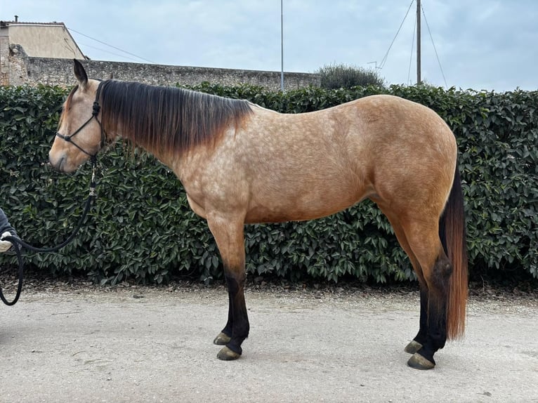 American Quarter Horse Stute 4 Jahre 156 cm Buckskin in Verona