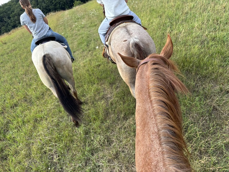 American Quarter Horse Stute 4 Jahre 156 cm Grullo in Höringen