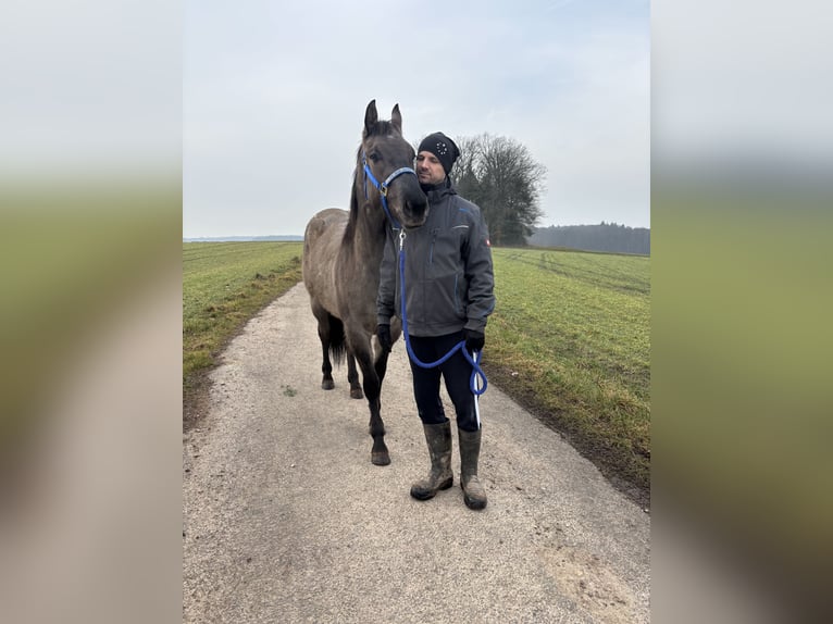 American Quarter Horse Stute 4 Jahre 156 cm Grullo in Höringen