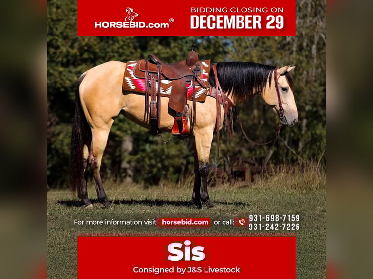 American Quarter Horse Stute 4 Jahre 157 cm Buckskin in Santa Fe