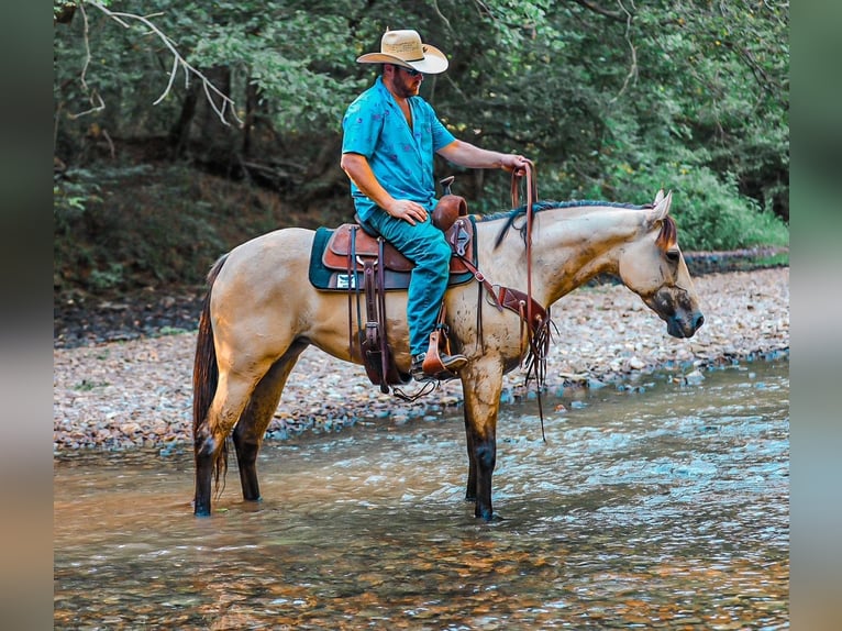 American Quarter Horse Stute 4 Jahre 157 cm Buckskin in Santa Fe