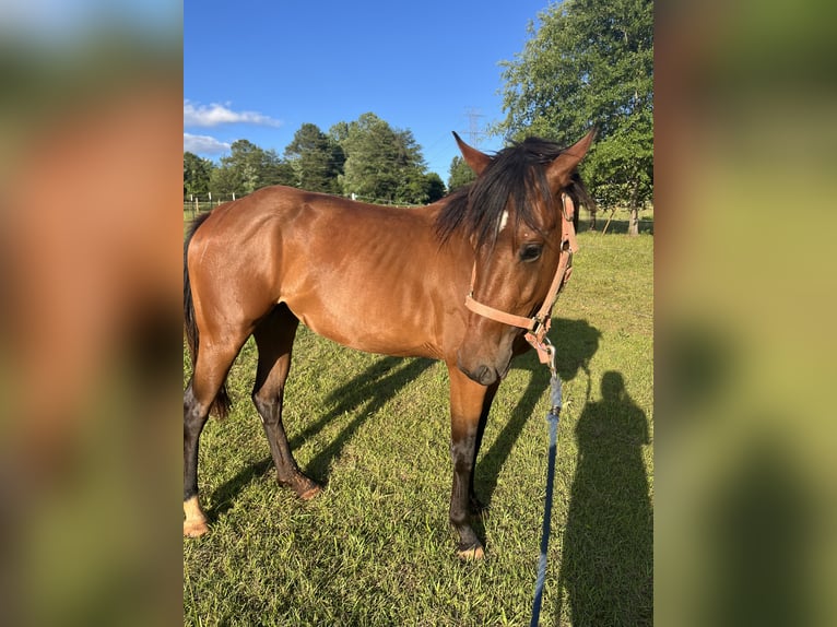 American Quarter Horse Stute 4 Jahre 157 cm Hellbrauner in Easley South Carolina