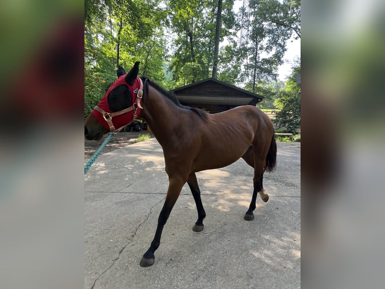 American Quarter Horse Stute 4 Jahre 157 cm Hellbrauner in Easley South Carolina