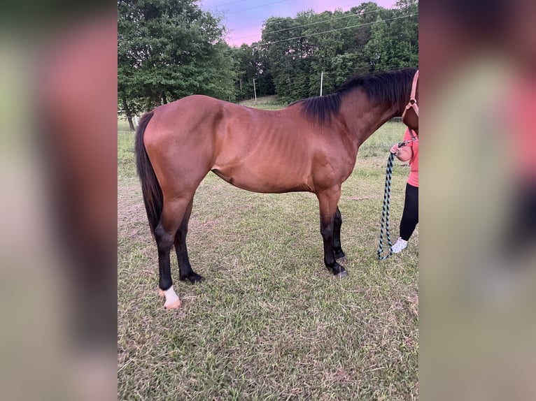 American Quarter Horse Stute 4 Jahre 157 cm Hellbrauner in Easley South Carolina