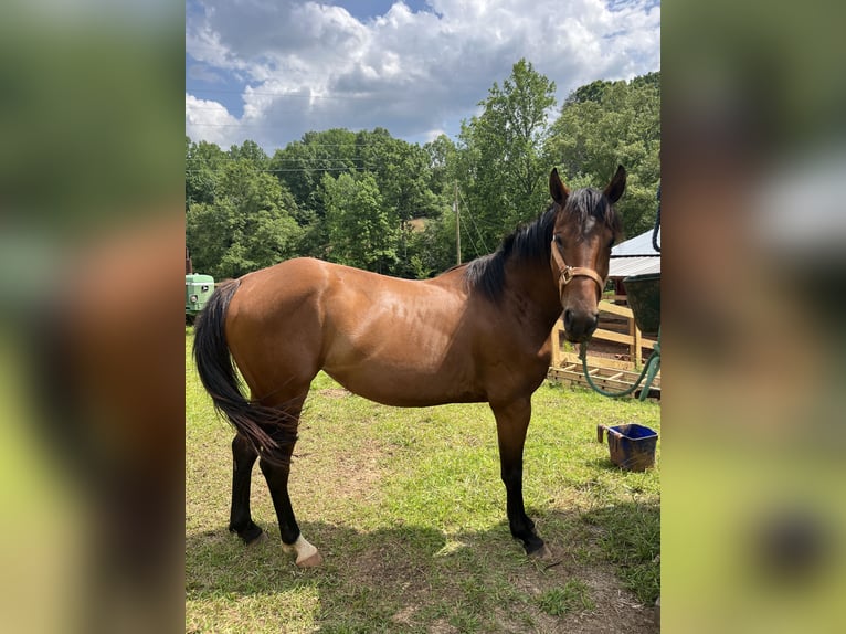 American Quarter Horse Stute 4 Jahre 157 cm Hellbrauner in Easley South Carolina