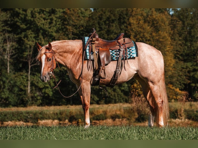 American Quarter Horse Stute 4 Jahre 157 cm Roan-Red in Pierpont, OH