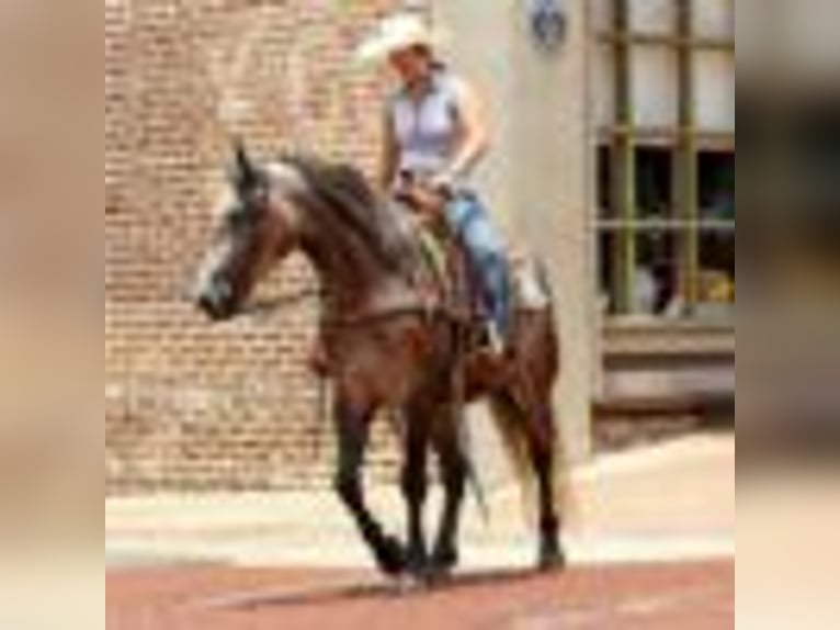 American Quarter Horse Stute 4 Jahre 157 cm Schimmel in Rusk TX