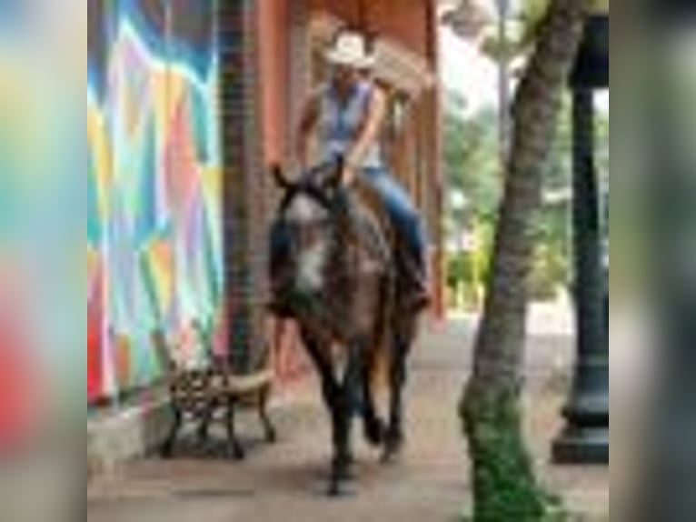 American Quarter Horse Stute 4 Jahre 157 cm Schimmel in Rusk TX