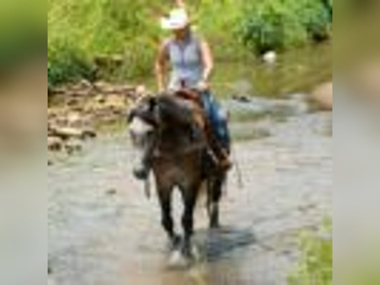 American Quarter Horse Stute 4 Jahre 157 cm Schimmel in Rusk TX