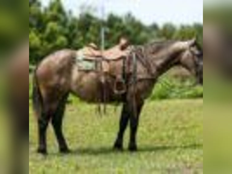 American Quarter Horse Stute 4 Jahre 157 cm Schimmel in Rusk TX