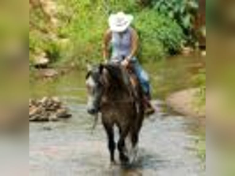 American Quarter Horse Stute 4 Jahre 157 cm Schimmel in Rusk TX