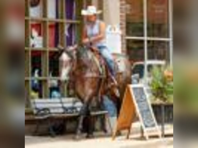 American Quarter Horse Stute 4 Jahre 157 cm Schimmel in Rusk TX