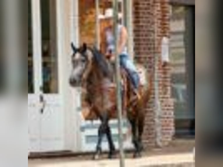 American Quarter Horse Stute 4 Jahre 157 cm Schimmel in Rusk TX