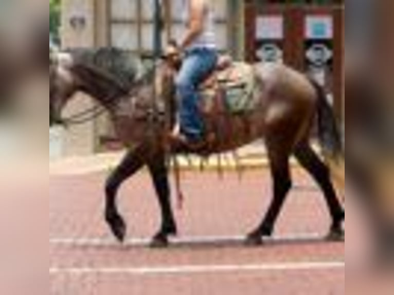 American Quarter Horse Stute 4 Jahre 157 cm Schimmel in Rusk TX