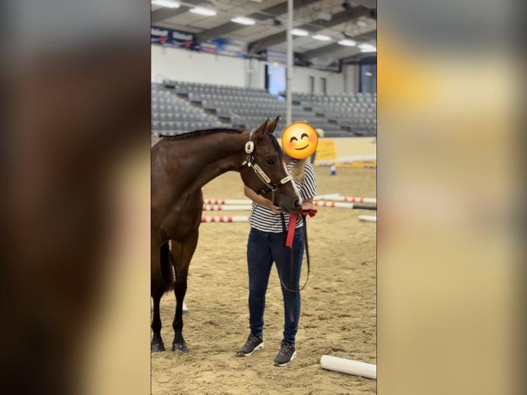 American Quarter Horse Stute 4 Jahre 158 cm Brauner in Bassum
