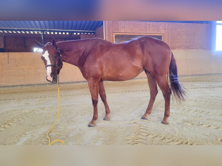 American Quarter Horse Stute 4 Jahre 158 cm Fuchs in Ravenstein