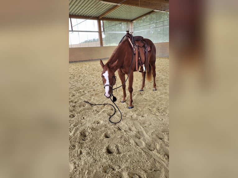 American Quarter Horse Stute 4 Jahre 158 cm Fuchs in Ravenstein