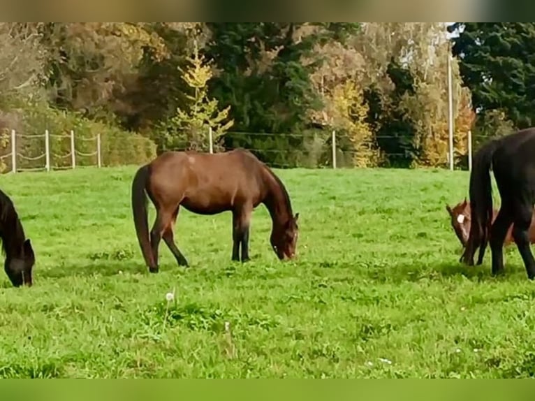 American Quarter Horse Mix Stute 4 Jahre 160 cm Brauner in Buchs ZH