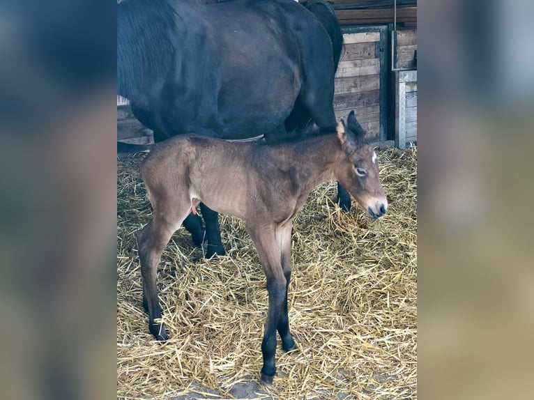 American Quarter Horse Mix Stute 4 Jahre 160 cm Brauner in Buchs ZH