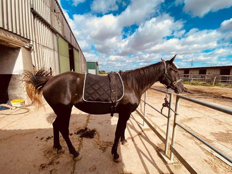 American Quarter Horse Stute 4 Jahre 160 cm Dunkelbrauner in Düren