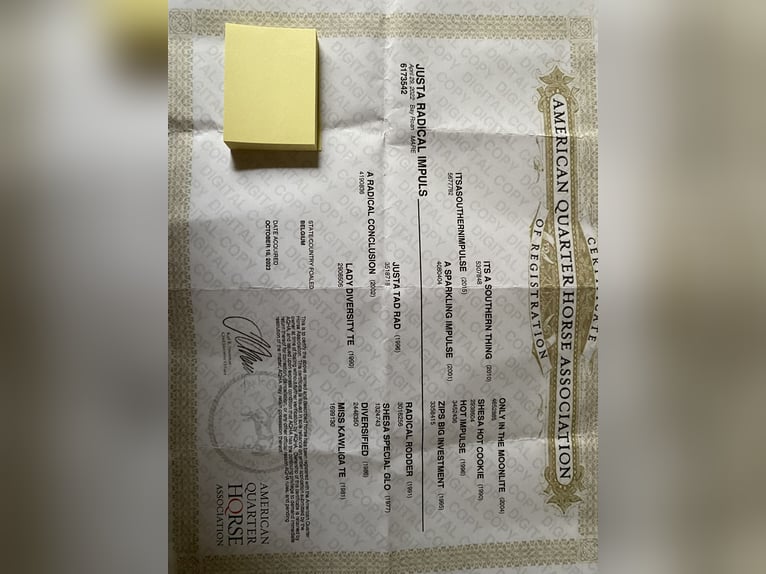 American Quarter Horse Stute 4 Jahre 160 cm Roan-Bay in Stadtallendorf