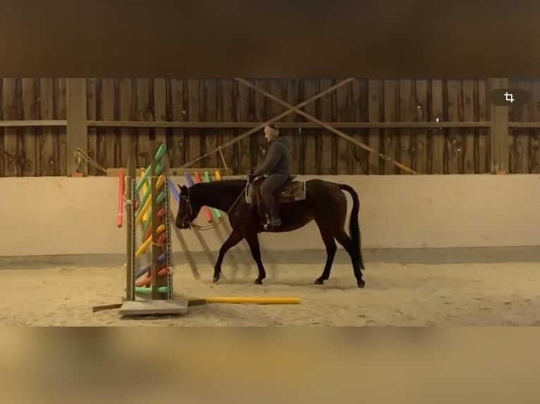 American Quarter Horse Stute 4 Jahre 160 cm Roan-Bay in Stadtallendorf