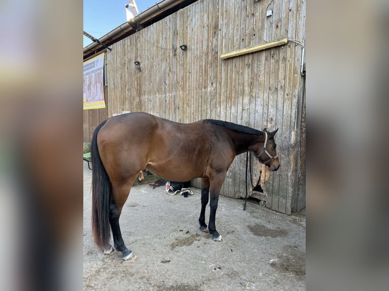 American Quarter Horse Stute 4 Jahre 162 cm Brauner in Hattenhofen