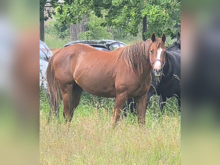 American Quarter Horse Stute 4 Jahre 163 cm Dunkelfuchs in Lübtheen