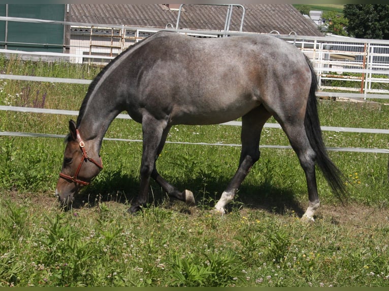 American Quarter Horse Stute 4 Jahre 163 cm Roan-Bay in Pöttsching