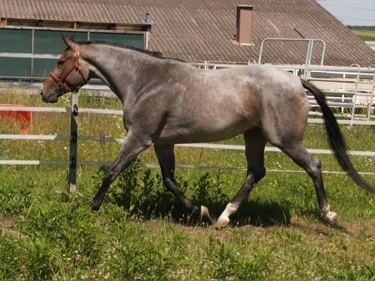 American Quarter Horse Stute 4 Jahre 163 cm Roan-Bay in Pöttsching