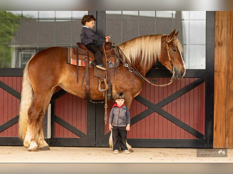 American Quarter Horse Mix Stute 4 Jahre 165 cm Rotfuchs in Rebersburg, PA