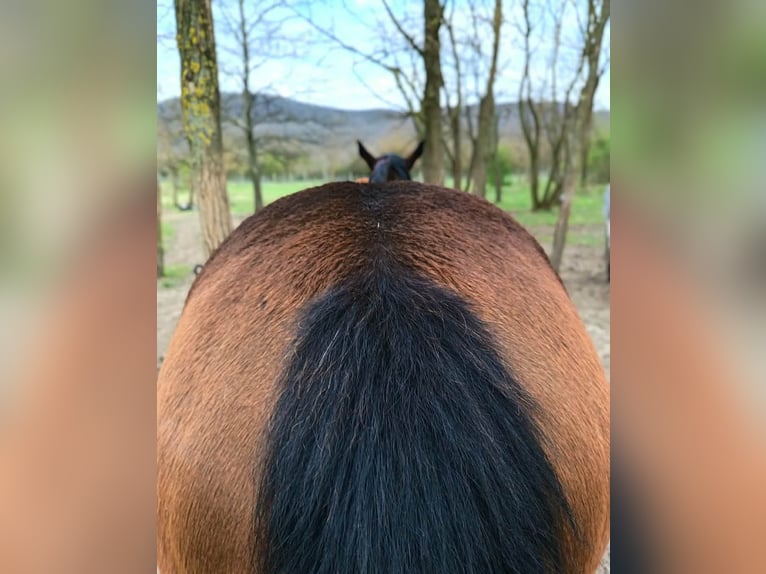 American Quarter Horse Stute 4 Jahre 167 cm Rotbrauner in Esztergom