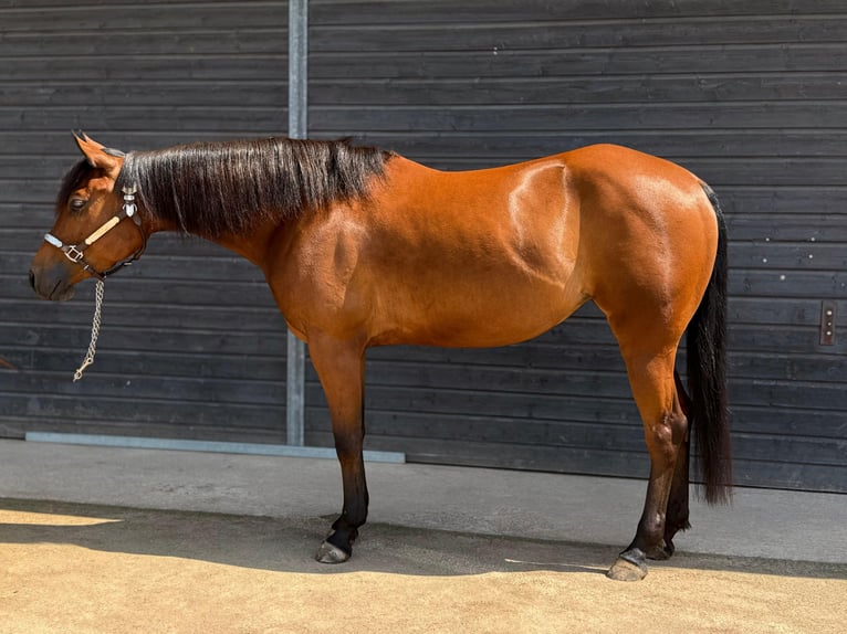 American Quarter Horse Stute 4 Jahre Brauner in Klausen