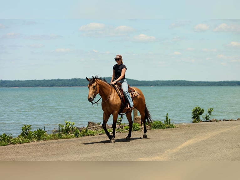 American Quarter Horse Stute 4 Jahre Buckskin in Quitman