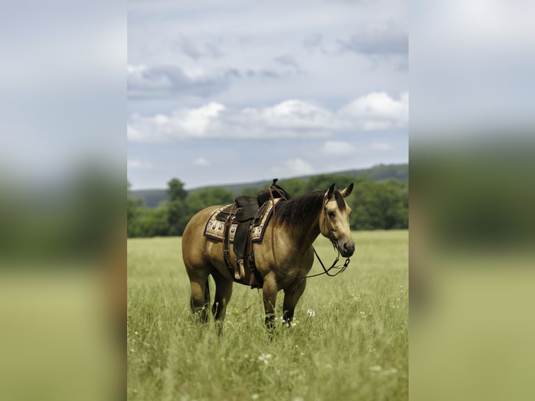 American Quarter Horse Stute 4 Jahre Buckskin in Quitman