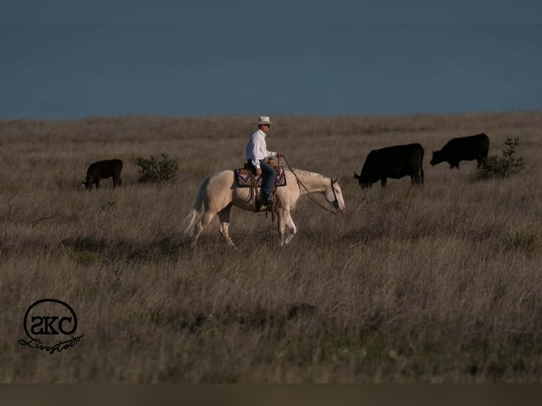 American Quarter Horse Stute 4 Jahre Cremello in Canyon
