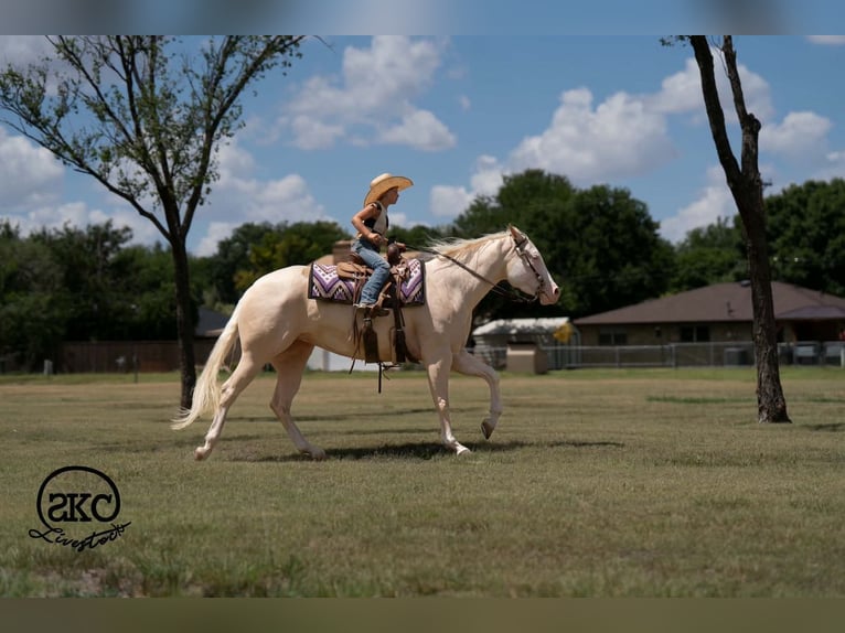 American Quarter Horse Stute 4 Jahre Cremello in Canyon