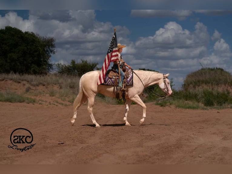 American Quarter Horse Stute 4 Jahre Cremello in Canyon