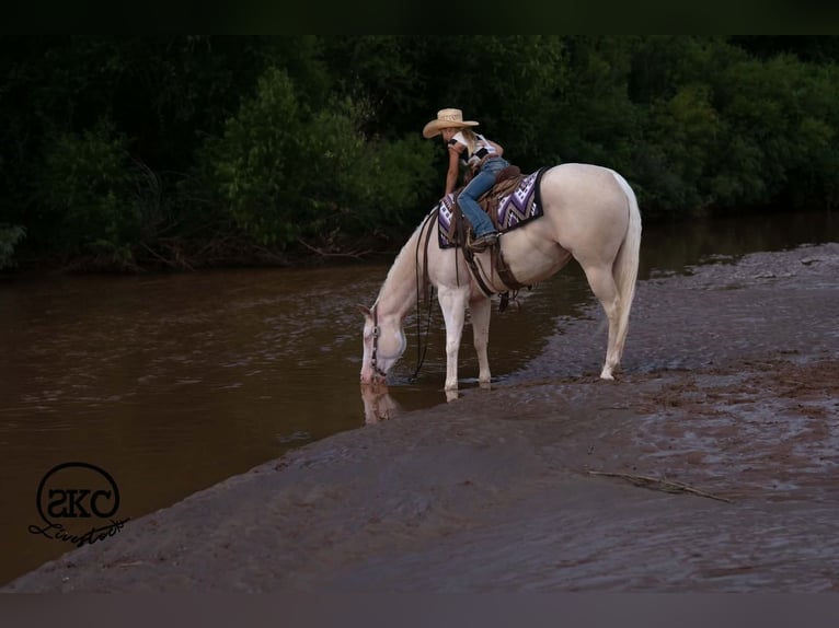 American Quarter Horse Stute 4 Jahre Cremello in Canyon