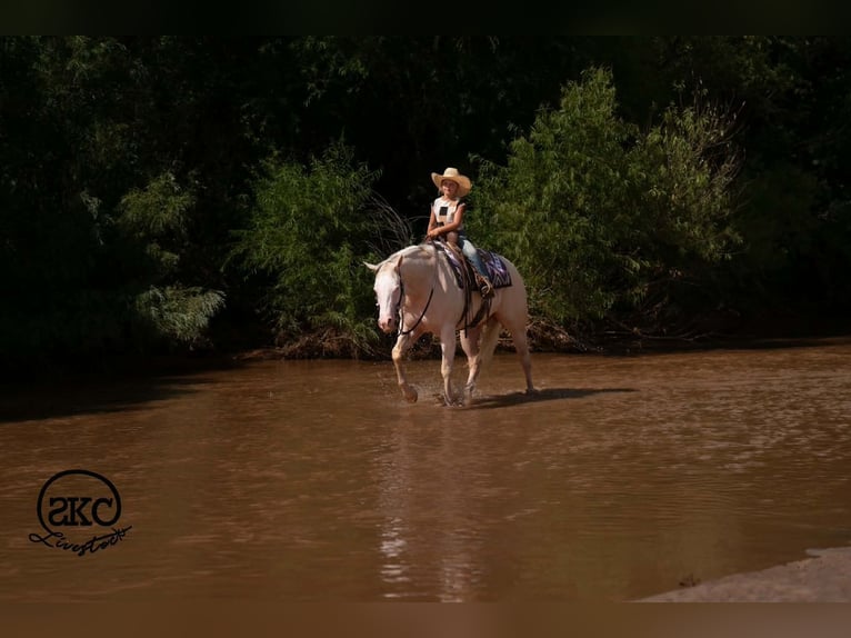 American Quarter Horse Stute 4 Jahre Cremello in Canyon