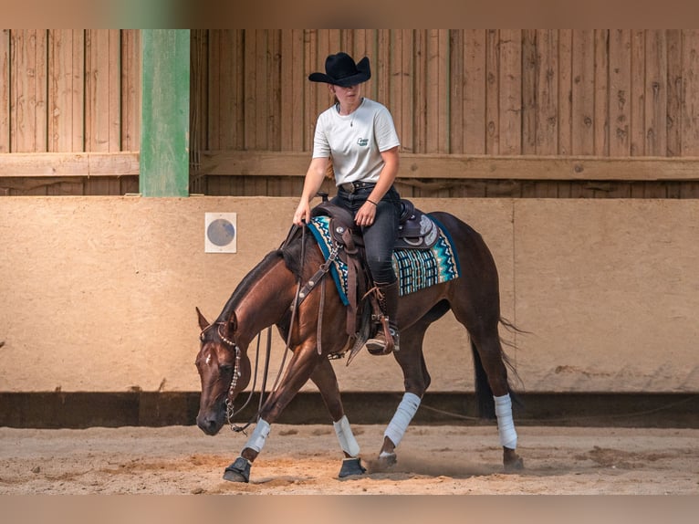 American Quarter Horse Stute 4 Jahre Dunkelfuchs in Balingen