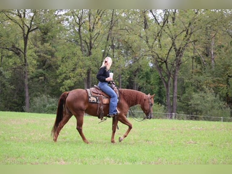 American Quarter Horse Stute 4 Jahre Dunkelfuchs in Jonestown