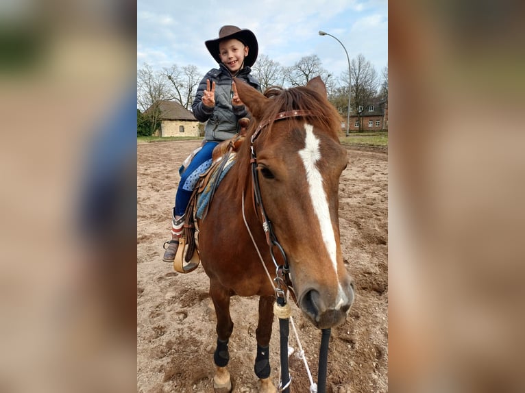 American Quarter Horse Stute 4 Jahre Dunkelfuchs in Sangerhausen