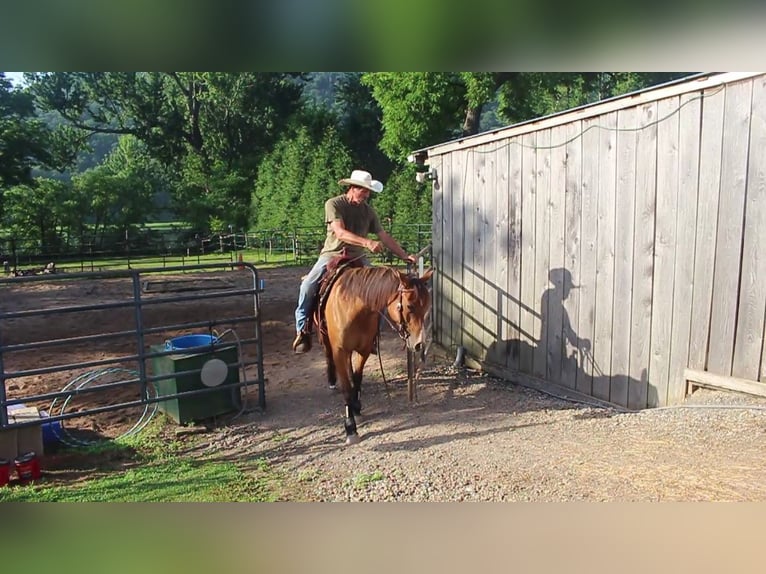 American Quarter Horse Stute 4 Jahre Falbe in Bloomsburg