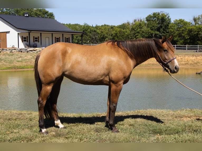 American Quarter Horse Stute 4 Jahre Falbe in Bloomsburg
