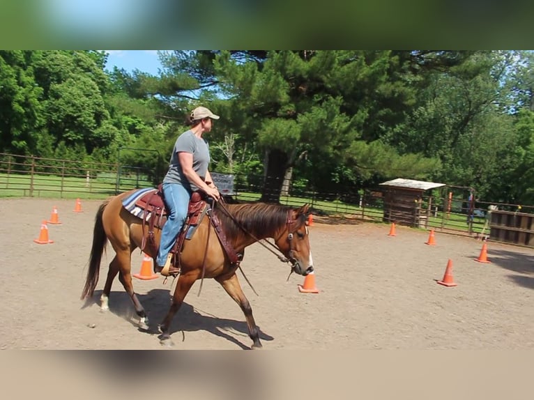 American Quarter Horse Stute 4 Jahre Falbe in Bloomsburg