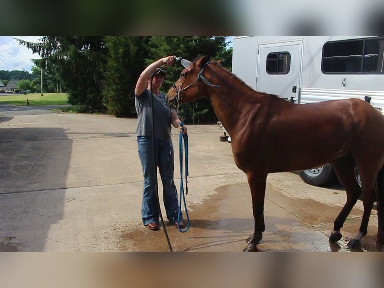 American Quarter Horse Stute 4 Jahre Falbe in Bloomsburg