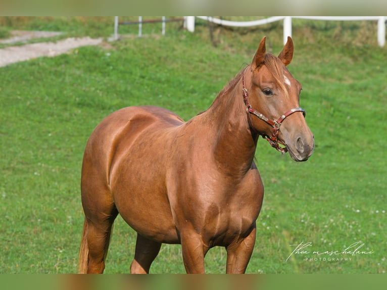 American Quarter Horse Stute 4 Jahre Fuchs in Erbach